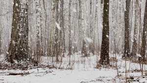 树林中的大雪40秒视频