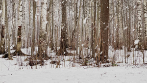 树林中的大雪26秒视频