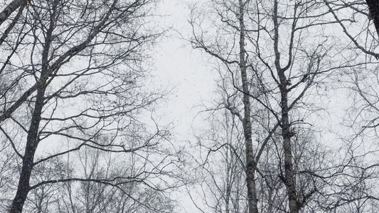 大雪在树林里的慢动作大雪花飞向相机野公园里的暴风雪视频