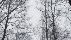 慢速视频随着树林中的大雪大片落下17秒视频