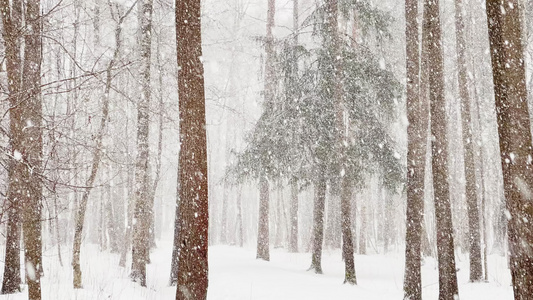 树林中的大雪视频