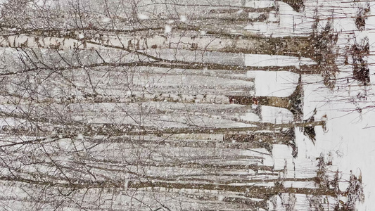 垂直慢动作视频在树林里大雪大片雪花野生公园冬天的树木视频