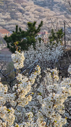 美丽乡村开满樱花的山谷延时摄影樱桃谷21秒视频