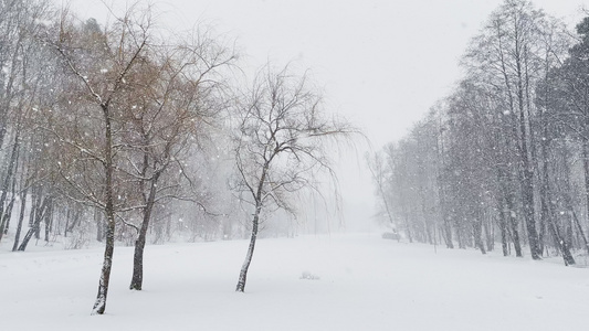 在树林里下大雪的慢视频大片雪花野生公园冬天的树木树干视频