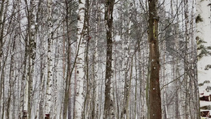 慢速视频随着树林中的大雪大片的雪花野生公园冬天的树木35秒视频