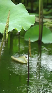 雨中荷塘视频