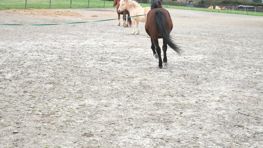 马从疾驰或小跑中移动驯马师用弓步领着棕色的纯种马马在视频