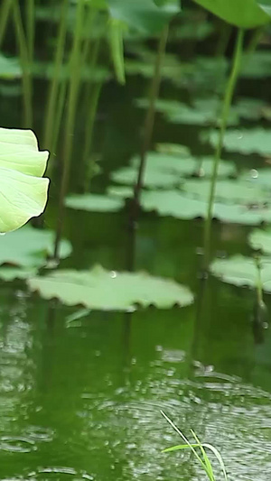 雨中荷塘34秒视频