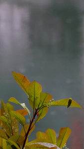 打在水面上的雨滴 合集下雨天视频