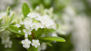 【合集】春日小白花春天雏菊9秒视频