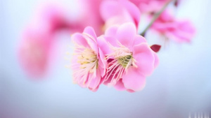 【合集】春天粉色浪漫紫色风铃花樱花~29秒视频