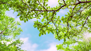 【合集】春天美丽的蓝天下新生的树叶在风中摇曳9秒视频