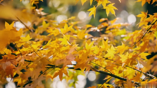 【合集】秋天公园枫树河水视频