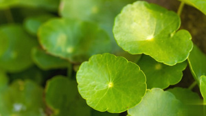 【合集】叶子植物香菇草特写9秒视频