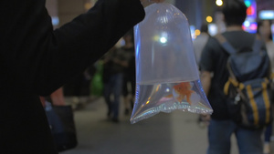 女孩身上举着一个装有水和金鱼的塑料袋55秒视频