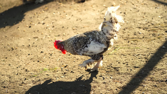 装饰鸡在一个有栅栏的围巾内视频