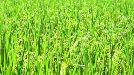 4K实拍农田里的水稻合集视频