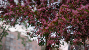 树上开着粉红色的花朵映衬着房子10秒视频