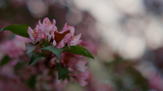 特写粉色树花盛开视频