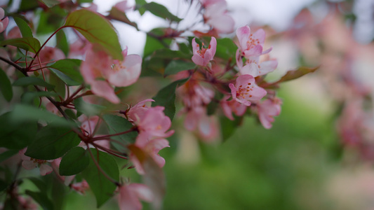 浪漫的花园特写粉色树花在多云的天空下在春天公园盛开视频