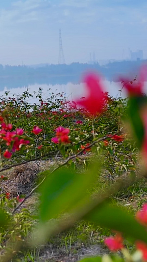 湖景边鲜花实拍公园美景26秒视频