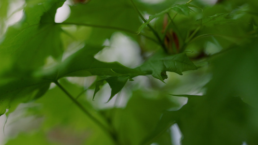 鲜草间白色天空中绽放的特写树绿枝视频