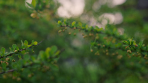 宁静的自然背景与新鲜的绿叶在日落光束的树枝上8秒视频