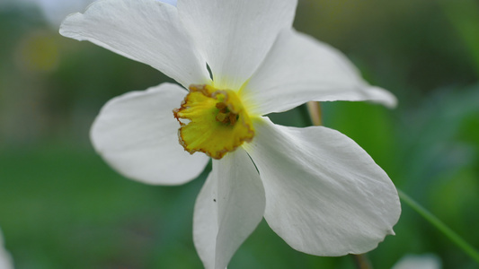 特写水仙花视频