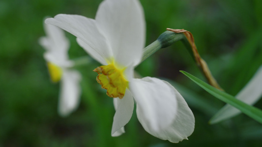 特写白花在绿草中绽放视频