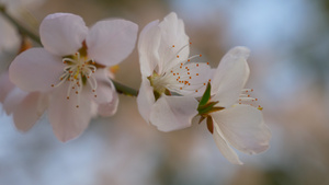 桃花实拍视频素材20050秒视频