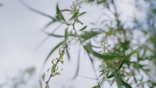 树枝在春天温暖的森林中绽放在特写镜头中与白色多云的天空相映成趣视频