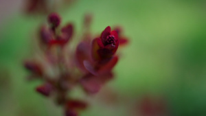温暖的春天花园里红叶在新鲜的绿草上绽放16秒视频