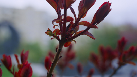 红叶在舒适的城市公园的树枝上绽放视频