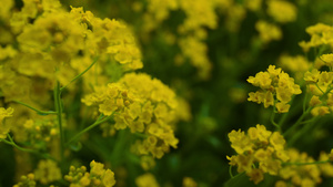 美丽的黄色花朵在田野中绽放13秒视频