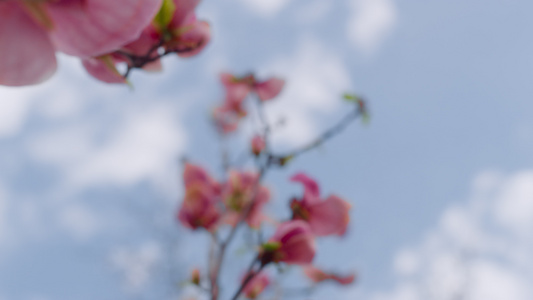 特写粉红色的花朵在蓝天云朵的衬托下绽放视频