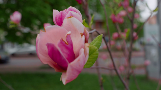 美丽的粉红色花朵在特写镜头中绽放视频