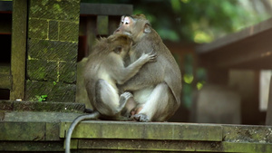 成年大男子猴玩小猴子猴子森林乌布德巴利印地安人20秒视频