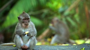 成年猴子坐在森林里吃香蕉水果猴子森林乌布德巴利印地安人11秒视频