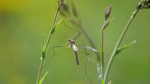 昆虫15秒视频