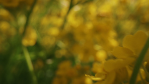 在温暖的日子里黄色的花朵在田野里绽放8秒视频