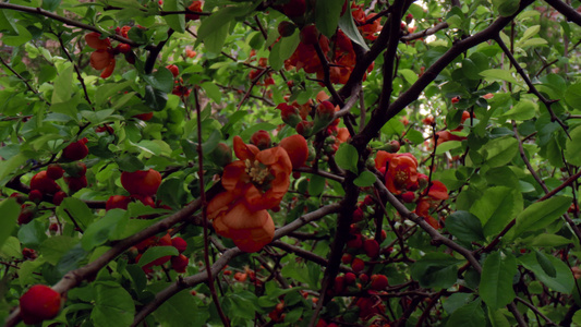 红树花在森林的绿叶间盛开视频