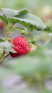 大棚内草莓采摘冬季水果视频