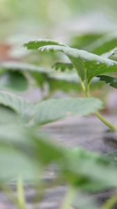 大棚内草莓采摘成熟的草莓视频