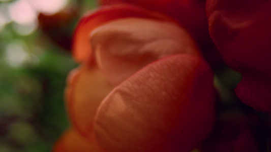 开花在叶子中的红色花瓣特写镜头视图视频