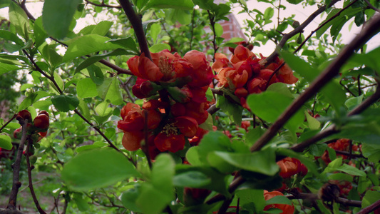 特写镜头中的红色花朵开花视图视频