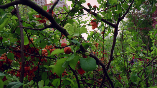 在城市公园的天空中绽放的红树花视频