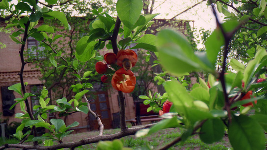 盛开在公园的红色树花与大黄蜂视频