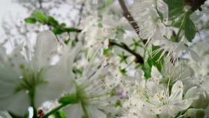 白花樱桃树开花13秒视频