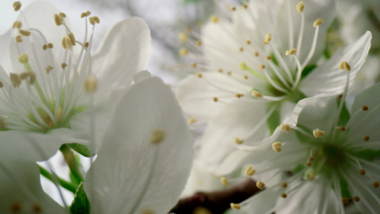 花卉背景视频