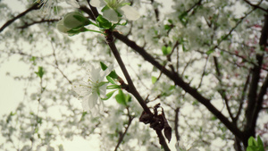 美丽的白花在树枝上绽放映衬着天空10秒视频